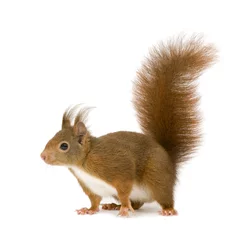 Acrylic prints Squirrel Eurasian red squirrel - Sciurus vulgaris (2 years)