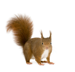 Eurasian red squirrel - Sciurus vulgaris (2 years)