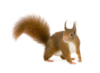 Eurasian red squirrel - Sciurus vulgaris (2 years) - obrazy, fototapety, plakaty
