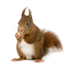 Eurasian red squirrel - Sciurus vulgaris (2 years) - obrazy, fototapety, plakaty