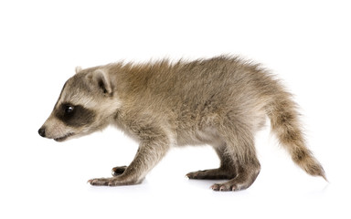 baby raccoon (6 weeks) - Procyon lotor