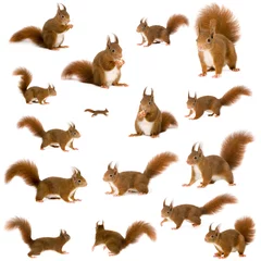 Fotobehang opstelling van eekhoorns © Eric Isselée