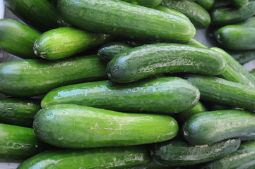 Cucumber