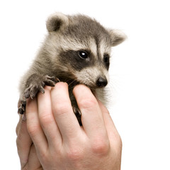 baby raccoon (6 weeks) - Procyon lotor