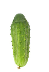 one fresh cucumber on a white background