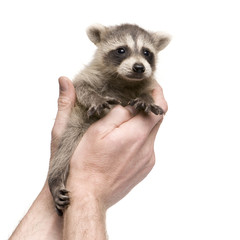 baby raccoon (6 weeks) - Procyon lotor © Eric Isselée