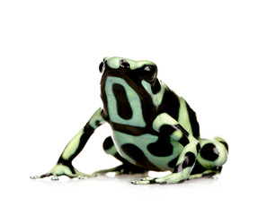 green and Black Poison Dart Frog - Dendrobates auratus