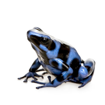 blue and Black Poison Dart Frog - Dendrobates auratus