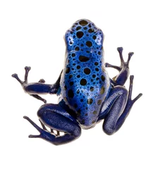 Foto auf Acrylglas Frosch Dendrobates azureus