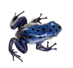 Fototapeta premium Dendrobates azureus