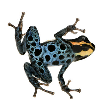 Poison Dart Frog - ranitomeya amazonica or Dendrobates amazonicu