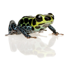 Imitating Poison Frog - Ranitomeya imitator