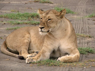 Lioness