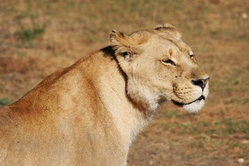 Lioness Profile