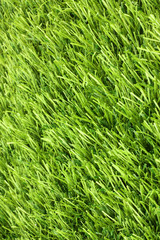 Grass