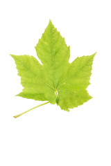Vine leaf