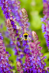Bee and lavender