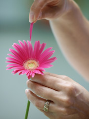 Daisy in hand 24