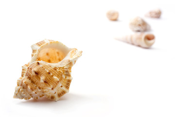 Shell