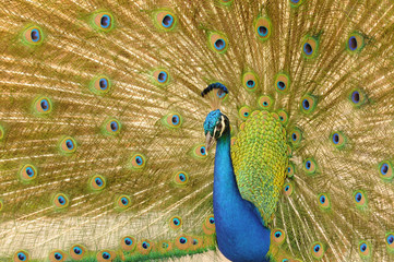 Obraz premium Indian Peacock