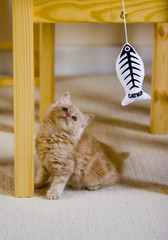 kitten fishing