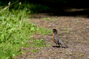 American Robin