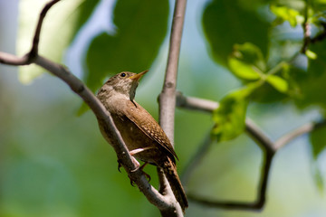 Marsh Wren
