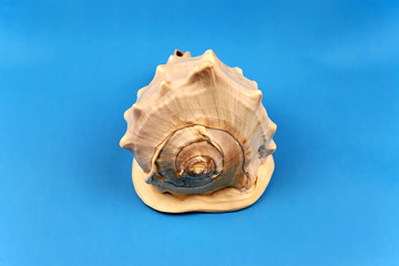 Seashell
