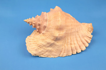 seashell