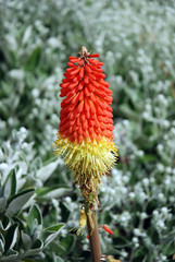 Red hot Poker