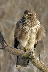 Common Buzzard