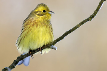 Yellowhammer
