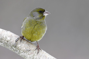 European Greenfinch