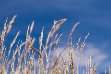 grass spikes taking sun bath; blue sky in the background