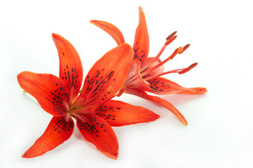 lilies