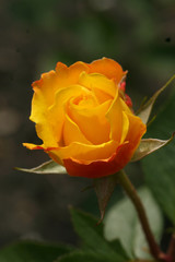 Yellow rose