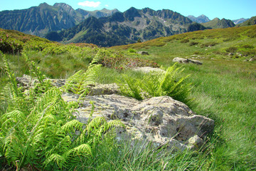 Fougères dans les pyrénées ariègeoises