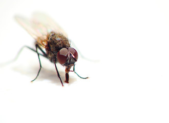 Close up on fly