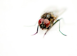 Close up on fly