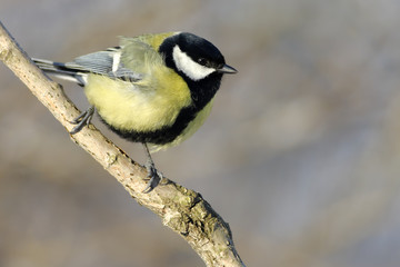 Fototapeta premium Great Tit