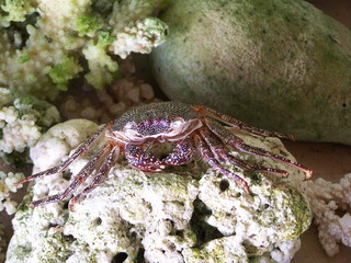 Krebs / Krabbe in der Karibik