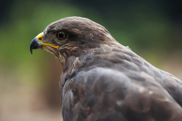 steppe eagle