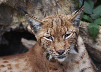 lynx