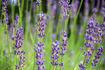 Lavande