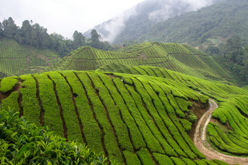 tea field in the mountain with dark rain clouds in the back