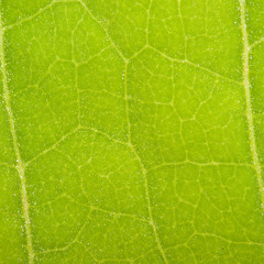 Green leaf close up