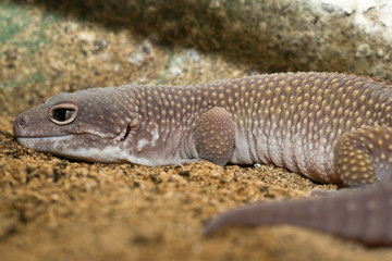 Lizard head close up