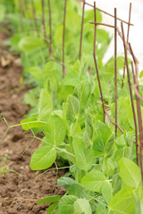 Pea plants growing in a garden