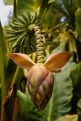 banane fleur régime bananier tropique exotique fruit