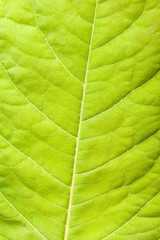 Naklejka na ściany i meble Green leaf close up